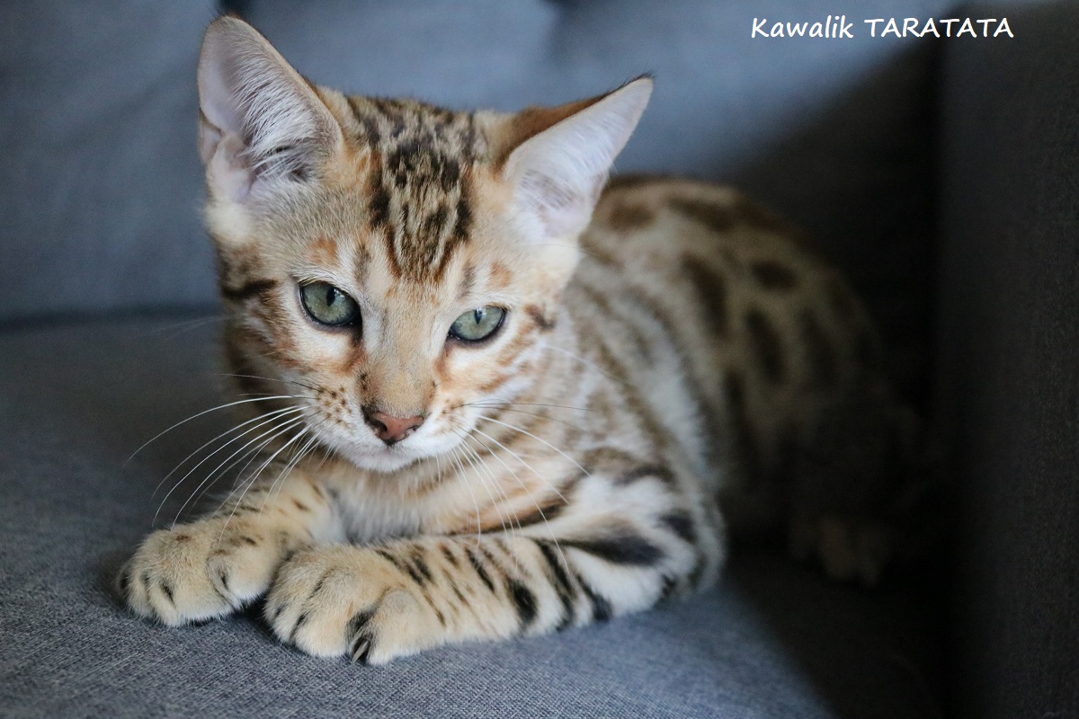 chaton bengal